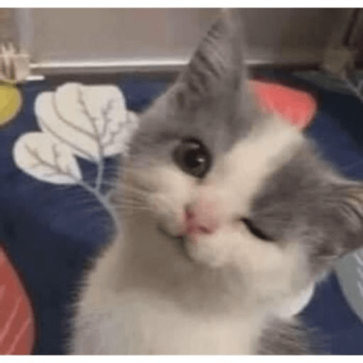 MEMES GATITOS 10😍 13