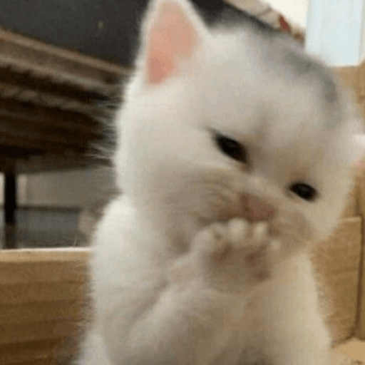 MEMES GATITOS 10😍 12