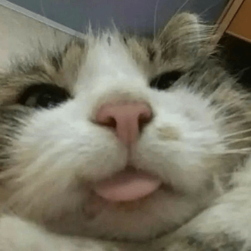 MEMES GATITOS 10😍 14