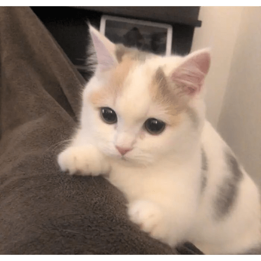 MEMES GATITOS 10😍 5