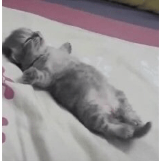 MEMES GATITOS 10😍 11