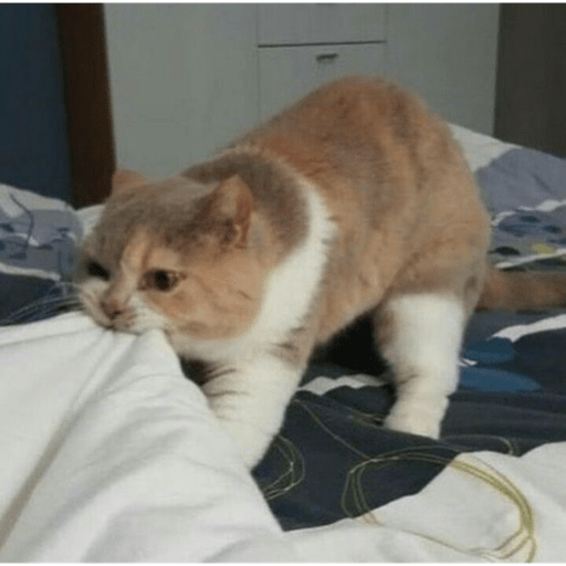 MEMES GATITOS 10😍 4