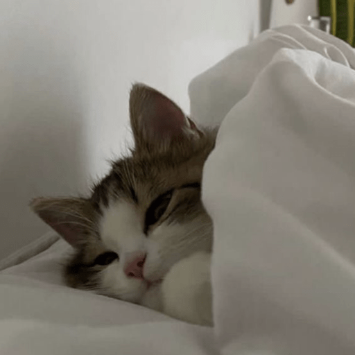 MEMES GATITOS 10😍 15