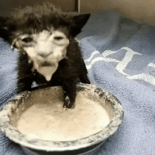 Cats and help 18