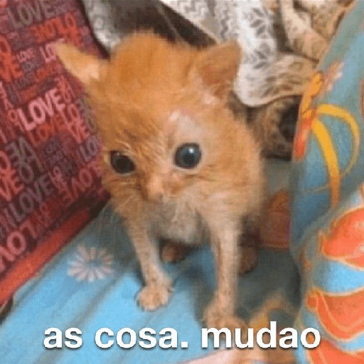 Cats and help 6