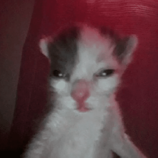 Cats and help 5