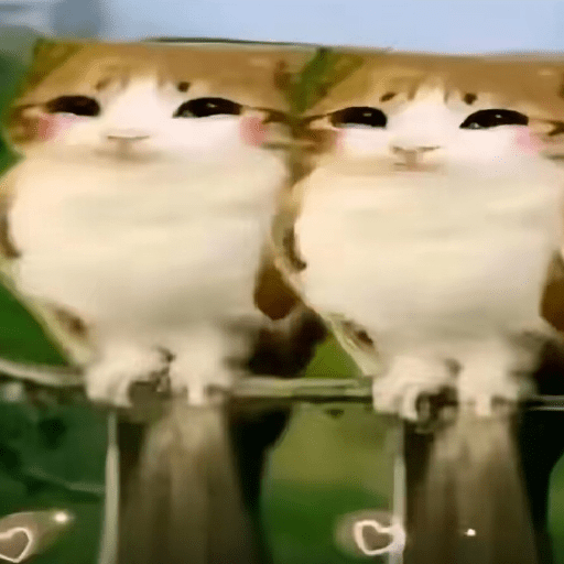 Cats and help 29