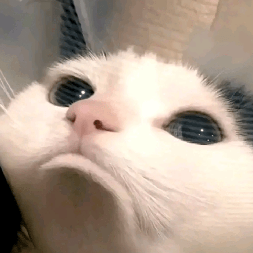 Cats and help 21
