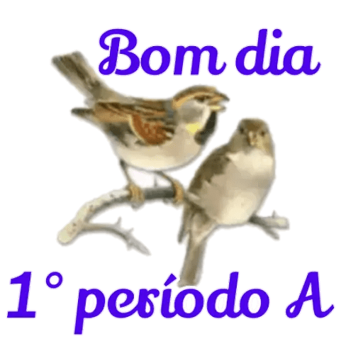 Leninha 30