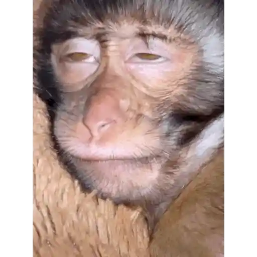 🦍🎀MonkeyCrazys🎀🦍Jozeline🩰🔭