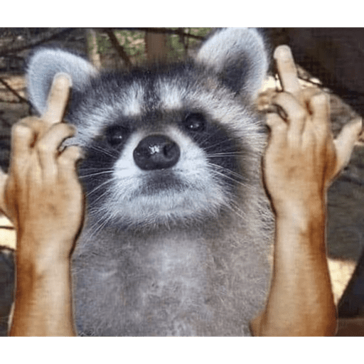 Mapache 5
