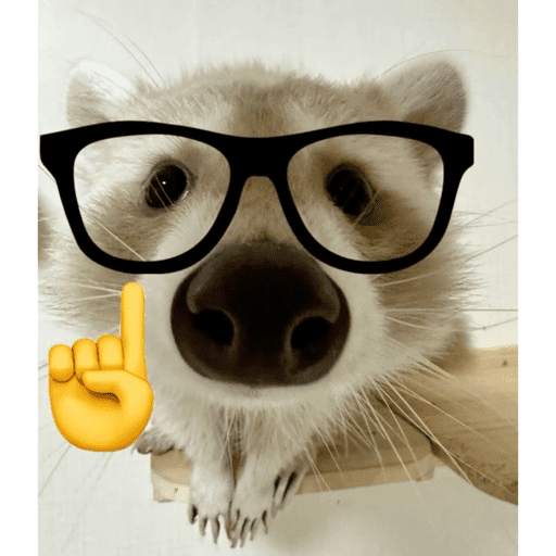 Mapache 2