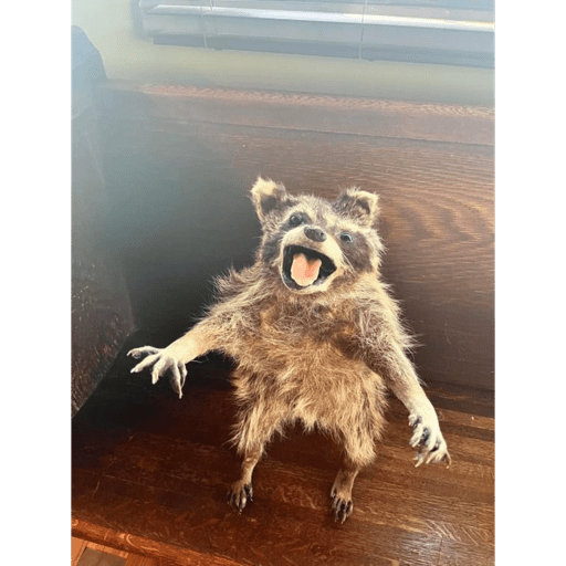 Mapache 6