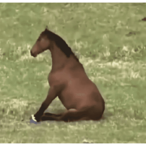Animais encarando a câmera  28
