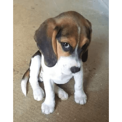 Animais encarando a câmera  27