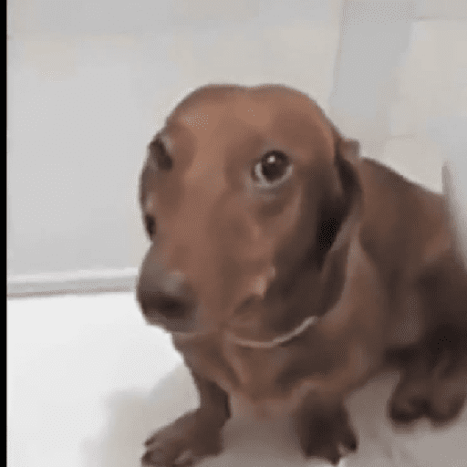Animais encarando a câmera  22