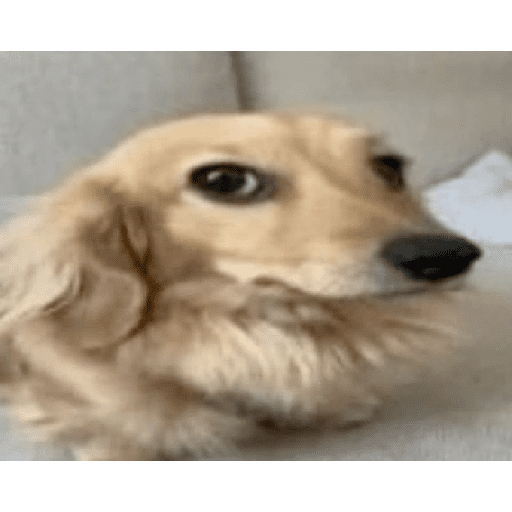 Animais encarando a câmera  20