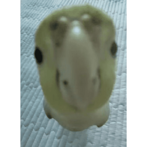Animais encarando a câmera  19