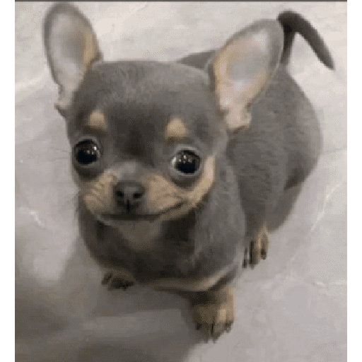 Animais encarando a câmera  17