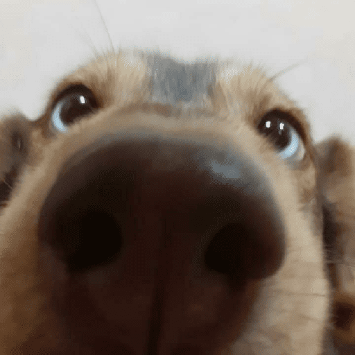 Animais encarando a câmera  15