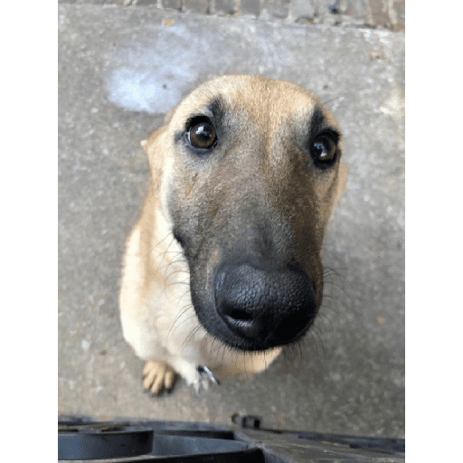 Animais encarando a câmera  12