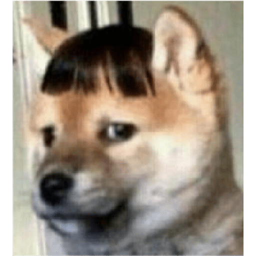 Animais encarando a câmera  11