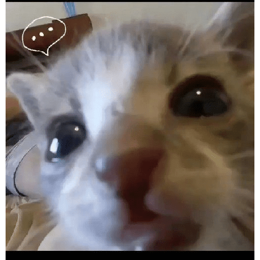 Animais encarando a câmera  10