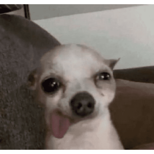 Animais encarando a câmera  9