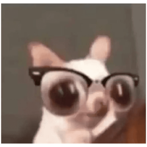 Animais encarando a câmera  8