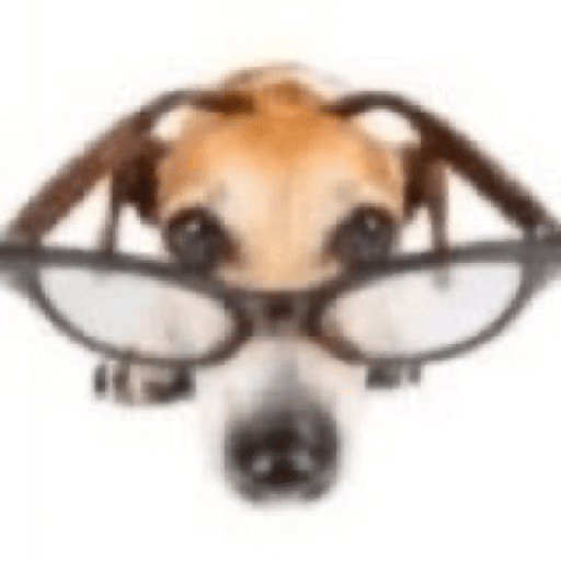 Animais encarando a câmera  7