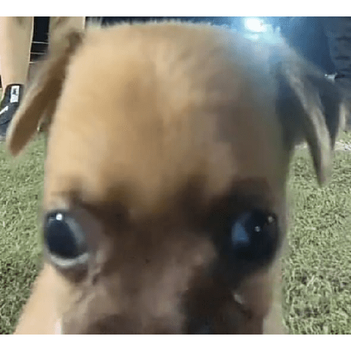 Animais encarando a câmera  6