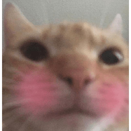 Animais encarando a câmera  5