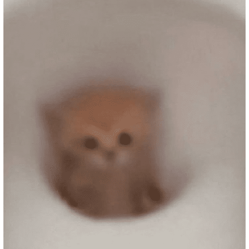 Animais encarando a câmera  4