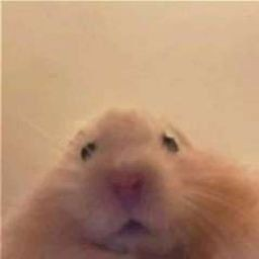 Animais encarando a câmera  3