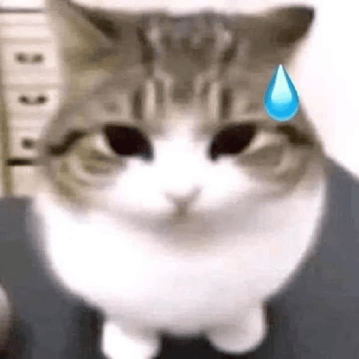 Animais encarando a câmera  2