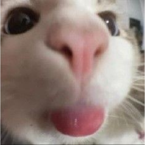 Animais encarando a câmera  1