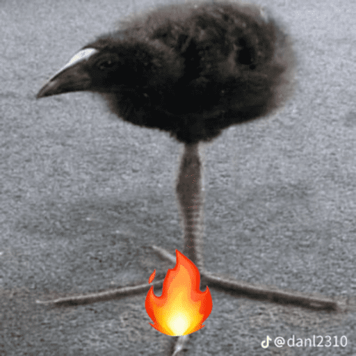One leg bird 5