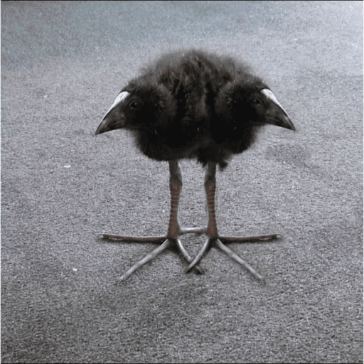 One leg bird 24