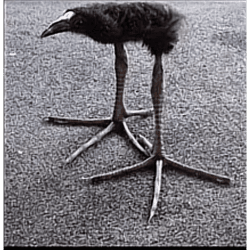 One leg bird 12