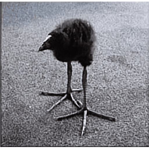 One leg bird 11