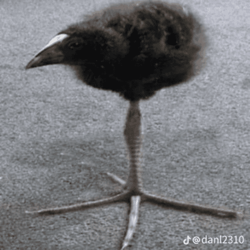 One leg bird 10
