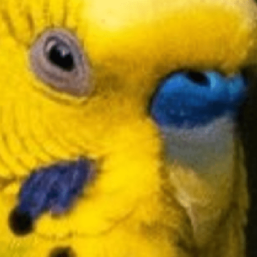 Doideira  18