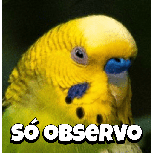 Doideira  17