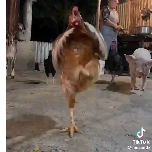 Animadas 21