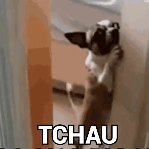 REAÇÕES DE ANIMAIS