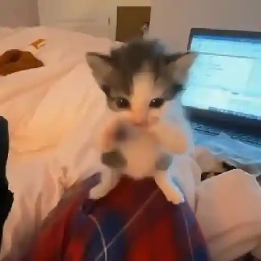 Gatos bailando  2