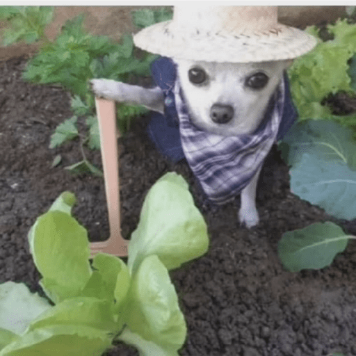 Plantas 3
