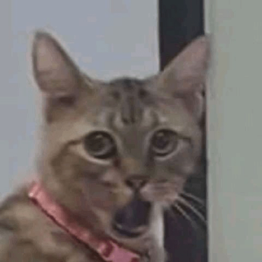 Gatos 3
