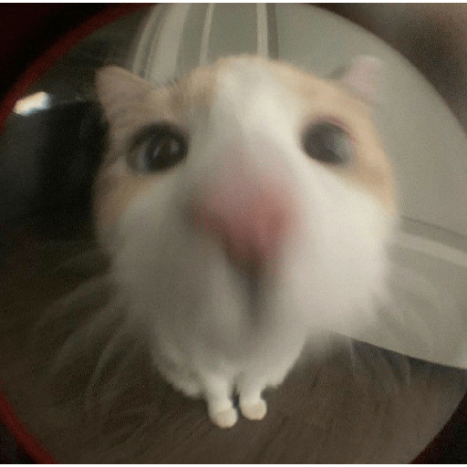 Gatos 4