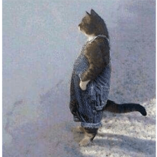 Gatos 5